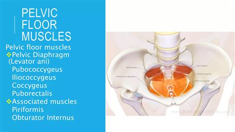 Pelvic Floor Anatomy and Physiotherapy management | PPTX