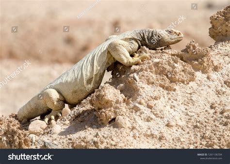 Spinytailed Lizards Aka Dhab Posing Sun Stock Photo 1261136704 ...
