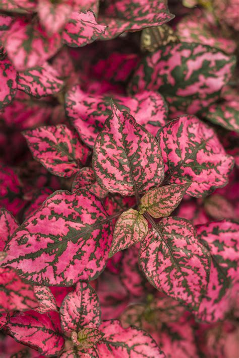 Hippo® Rose - Polka Dot Plant - Hypoestes phyllostachya | Proven Winners