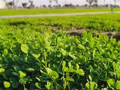 Hyderabad Business to Fenugreek Farming: Friends Advice Changes Fortune