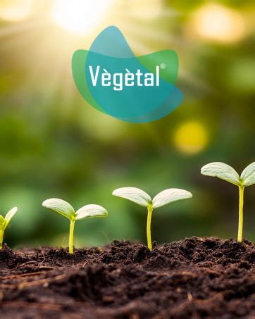 Vegetal Safe Hair Color -Soft Black 50gm - Certified Organic Chemical ...