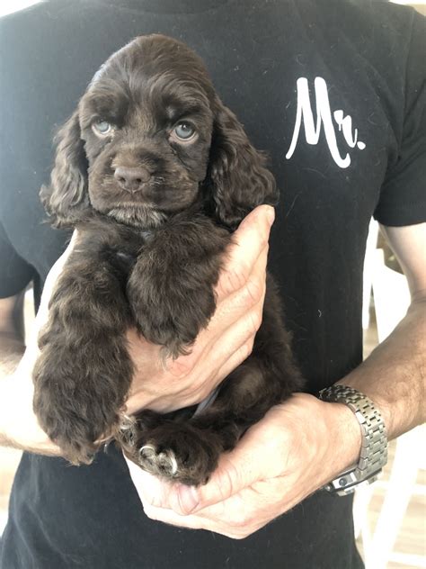 American Cocker Spaniel Puppies For Sale | Little Elm, TX #314894