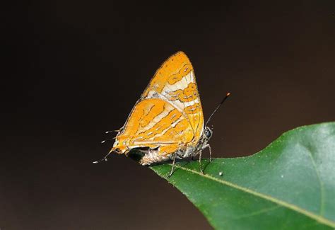 Cigaritis conjuncta | Butterfly
