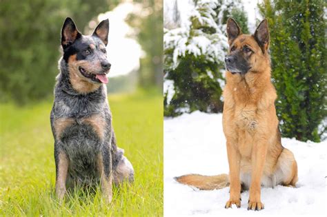 German Shepherd Lab Heeler Mix at June Blackwell blog