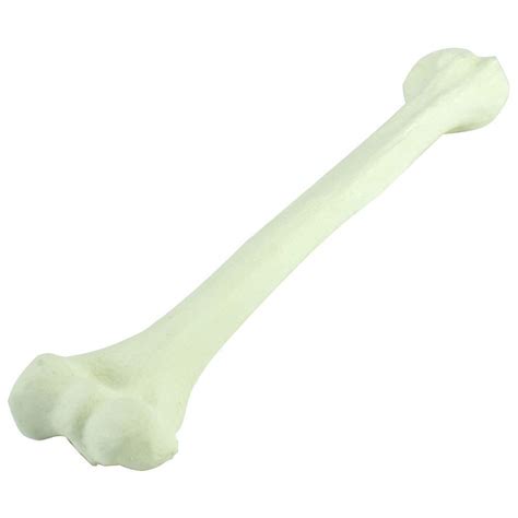 Buy DBSCD Simulation Model - Femur Model - Artificial Cortical ...