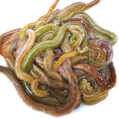 Image result for Python Snake Game Code Copy and Paste