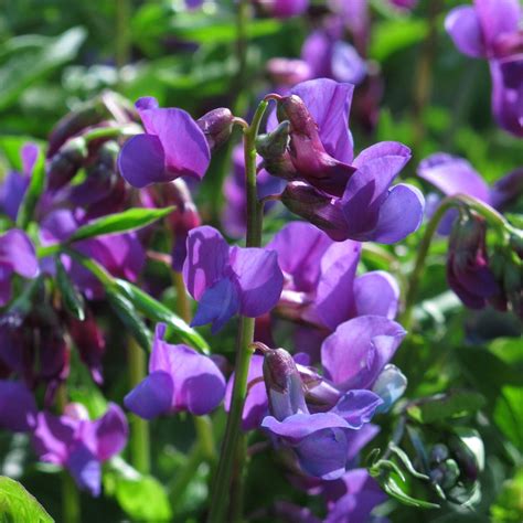 Spring Pea (Lathyrus vernus) - approx. 20 seeds