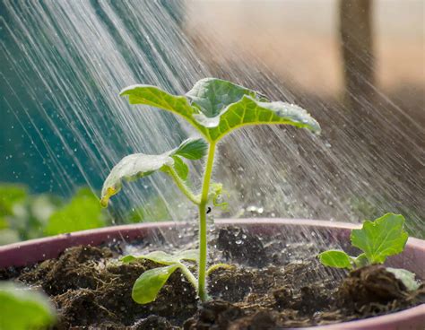 Citrullus Lanatus "Black Diamond Watermelon" | Plantly