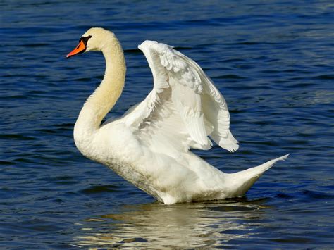 Free Images : nature, wing, white, river, beak, feather, birds, swan ...