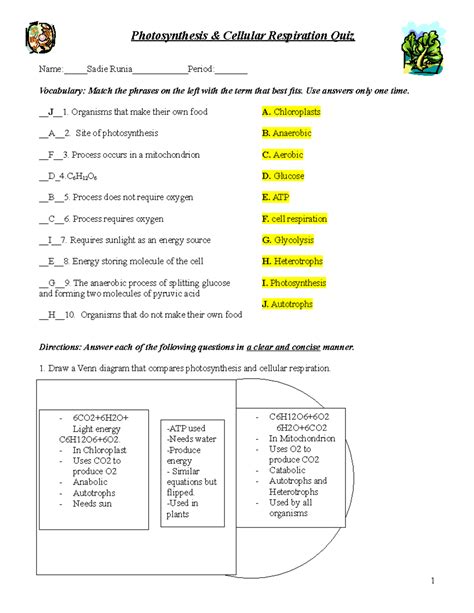 Cellular Respiration Worksheet Multiple Choice
