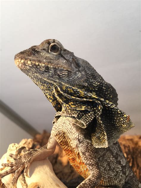 Reptiles And Amphibians As Pets