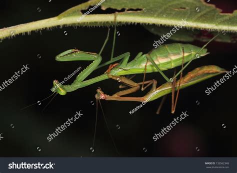 Praying Mantis Pair Mating Foto de stock 133562348 | Shutterstock
