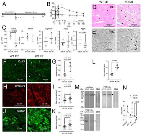 The Knockout of PEX11a Results in Mild Peroxisomal Dysfunction and ...