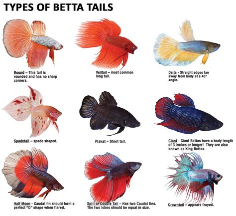 Bettas can have great variety in their tail type. | Betta fish types ...