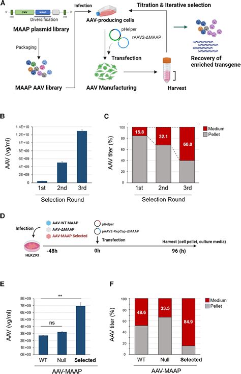 Evolving membrane-associated accessory protein variants for improved ...