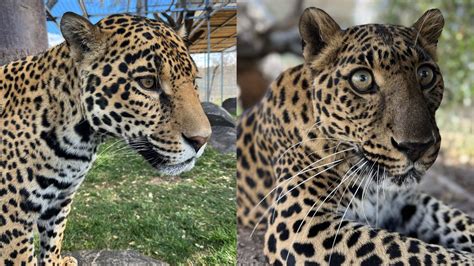 Jaguar vs. Leopard: Spotting the Difference Between Jungle Giants