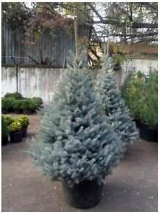 abete in vaso abete argentato picea pungens glauca blue vaso 216 abete in vaso abete argentato picea pungens glauca blue vaso 216