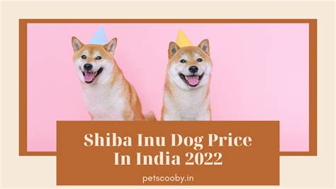 Understanding the Shiba Inu Dog Price: Factors and Considerations