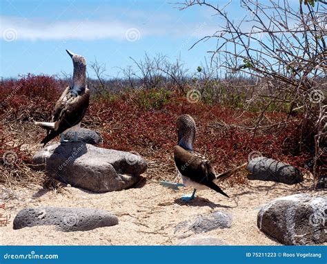 Blue Footed Boobies at Galapagos Islands Stock Image - Image of perfect ...