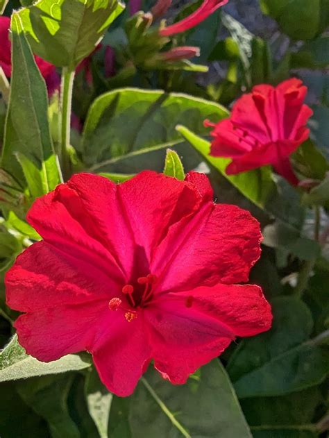 4 O'clock Flowers (Mirabilis Jalapa) : r/flowers