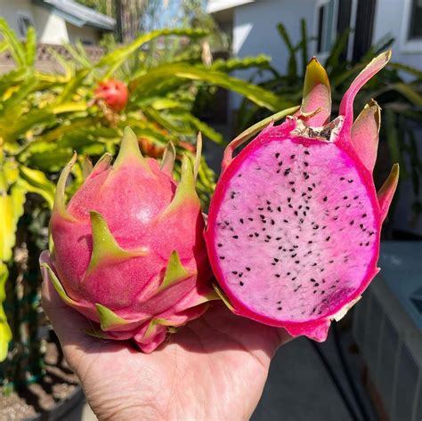 Pink Dragon Fruit