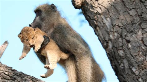 Image result for Why Baboons Attack Humans