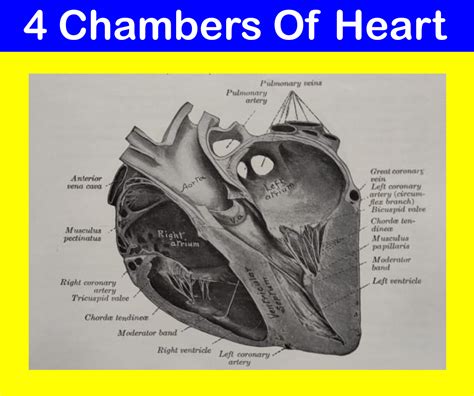 Sheep Heart Anatomy Moderator Band