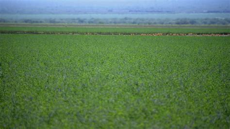 Tensions are bubbling up at thirsty Arizona alfalfa farms as foreign ...