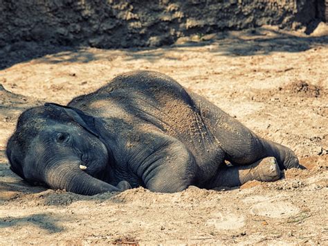 Sleeping Elephant Meaning at Christy Nathan blog