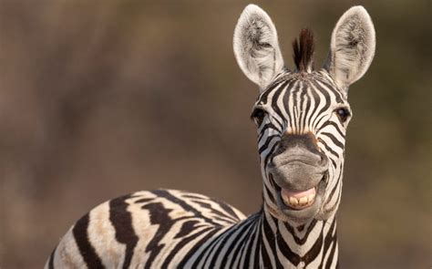 Zebra In English To Spanish at Peggy Bradley blog