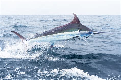 Marlin – The fastest fish in the world and NORMA Group's latest ...