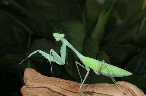 Giant Praying Mantis