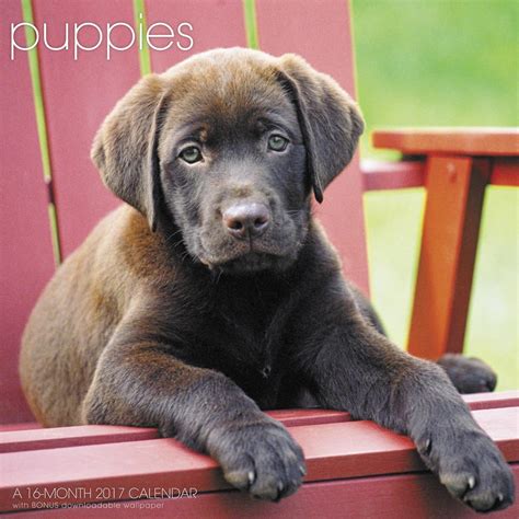 Buy Puppies 2017 Calendar: Includes Downloadable Wallpaper Book Online ...