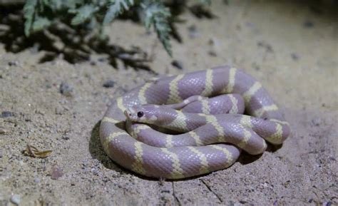 Image result for Python 3D Man