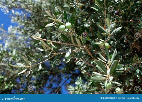 Green Olives on a Branch. Olives Growing on a Tree. Olive Tree with ...