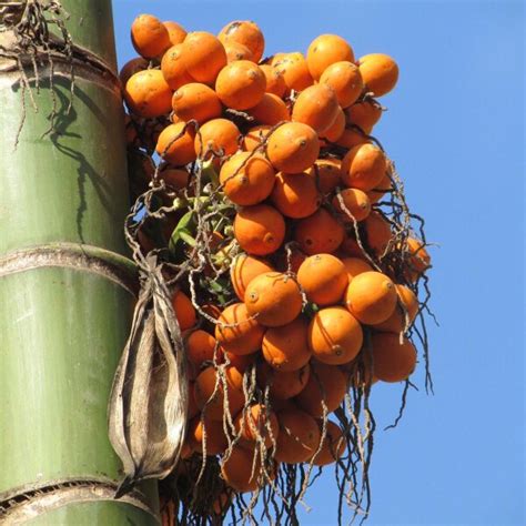 Tree Seeds