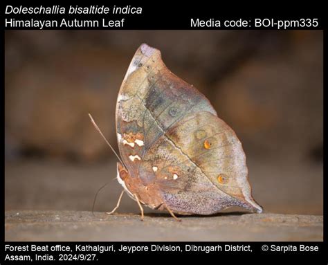 Doleschallia bisaltide indica | Butterfly