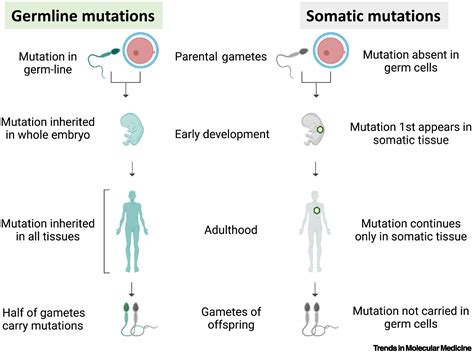 Somatic Cell Example