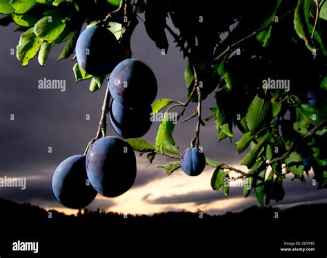 Italian prune plums hi-res stock photography and images - Alamy
