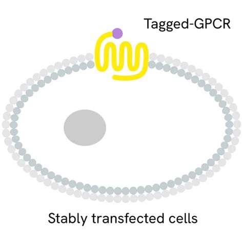 Tag-lite GLP1 Receptor Stable Cell Line (HEK293) | Revvity