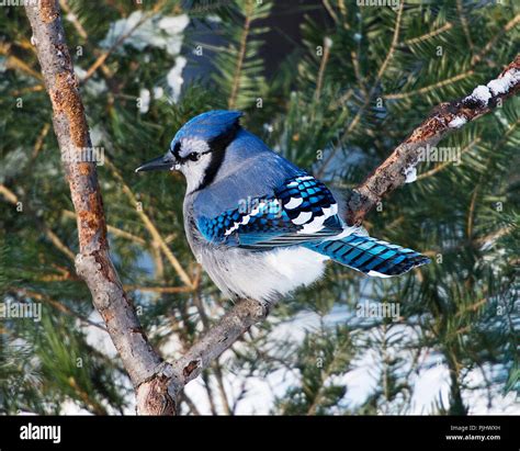 Blue jay feathers hi-res stock photography and images - Alamy