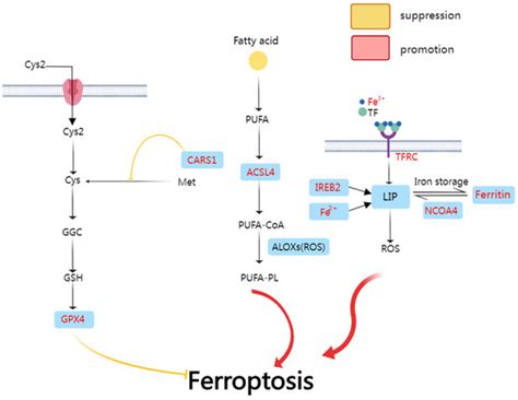 Non-Canonical Programmed Cell Death in Colon Cancer