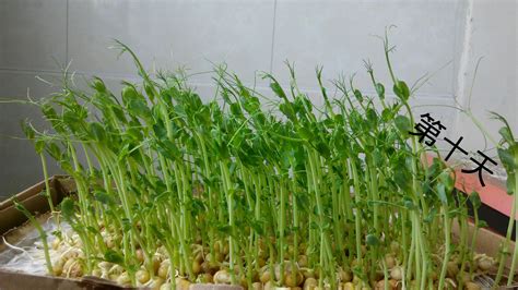 如何种植豆苗？豌豆苗种植方法-种植技术-中国花木网