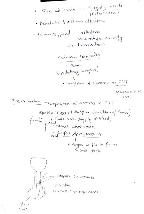 Image result for Human Reproduction Class 12 Seep