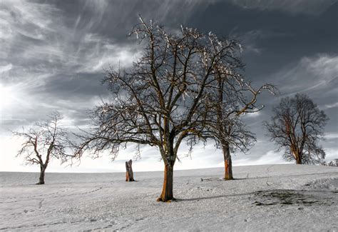 Download Desolate Dead Tree Snow Wallpaper | Wallpapers.com