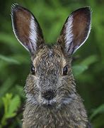 Image result for Cute Big Bunny