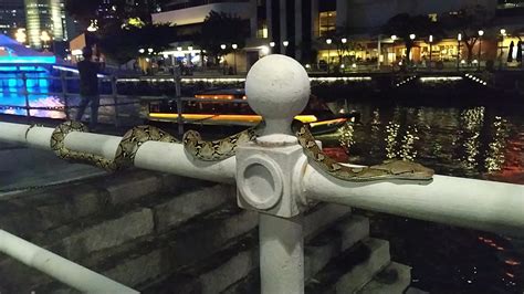Python Boat 的图像结果
