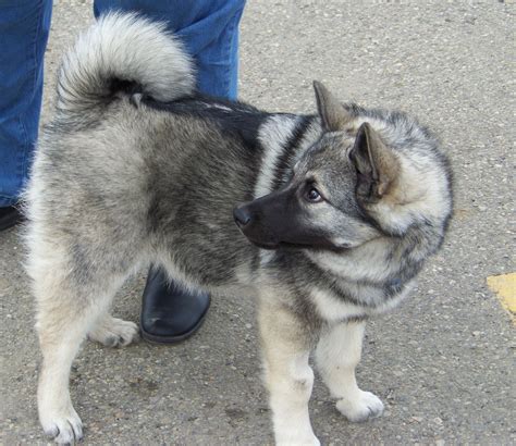 Black Norwegian Elkhound - Pictures, Information, Temperament ...