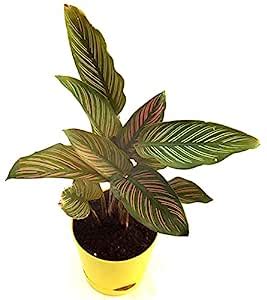 India Gardening White Star Calathea - Live Plant in Self Watering pot ...