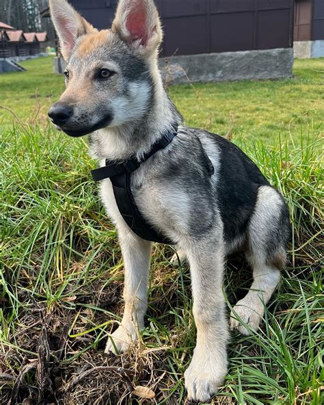 Best Czechoslovakian Wolfdog Posts - Reddit